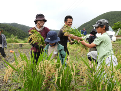 小湊子ども会が稲刈り
