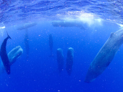 マッコウクジラの「立ち寝」確認
