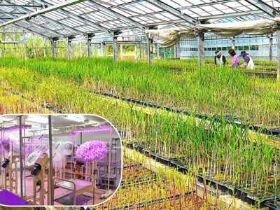 徳之島「メリクローンセンター」閉鎖へ