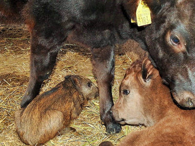 野生イノシシ幼獣　牛舎で〝居候生活〟