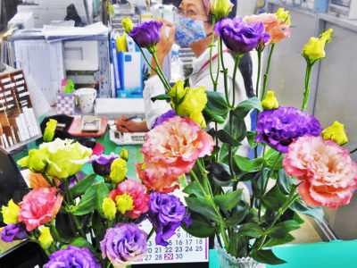 天城町産トルコギキョウ支援