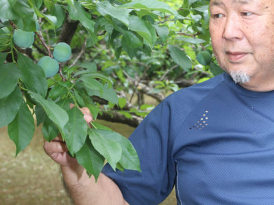 運転手の傍らスモモ栽培