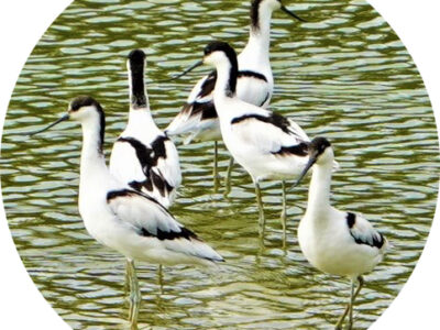 珍鳥「ソリハシセイタカシギ」が一挙５羽も観察