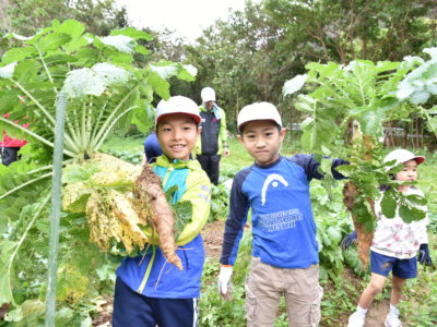 アッタドコネ収穫に挑戦