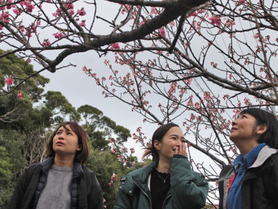 ヒカンザクラ開花宣言