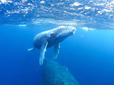 過去最多１８００頭