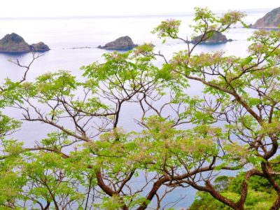三連立神遠目にセンダン香る