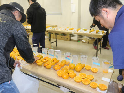 奄美大島タンカン最終果実分析
