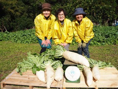 特産のアッタドコネ収穫