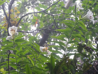 「ウケユリ」保護へ協議