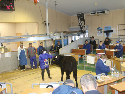 奄美大島家畜市場　子牛初競り