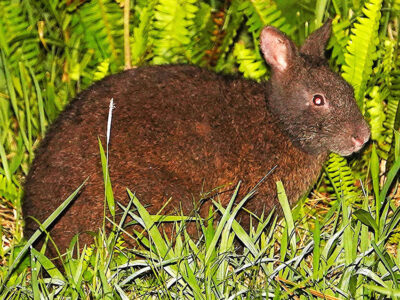 クロウサギ死亡個体　伊仙町で初確認