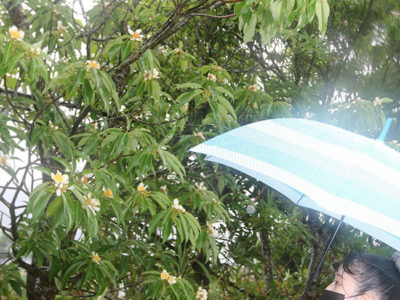 奄美地方梅雨入り