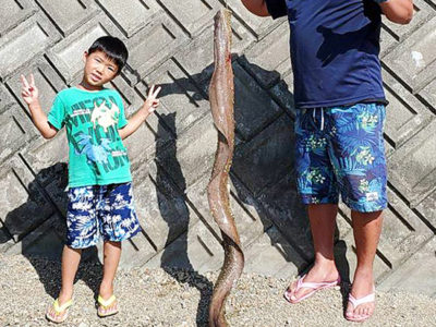 超巨大ウツボに騒然！