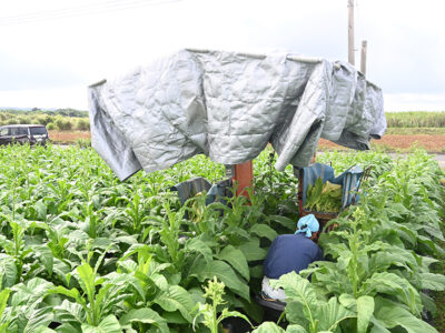 葉タバコ収穫始まる