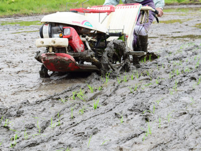 田植えシーズン到来
