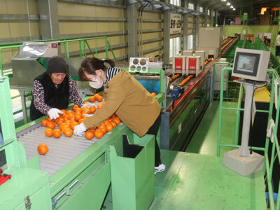 奄美大島選果場タンカン