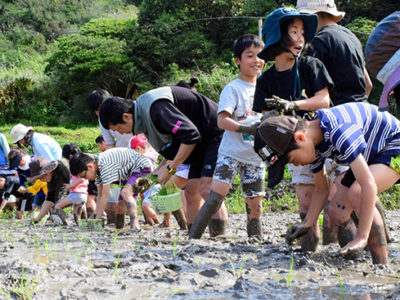 芦花部で田植え体験