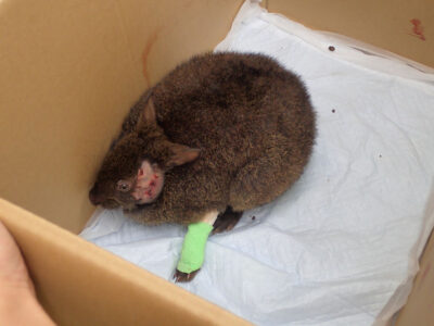 クロウサギ救護、飼養で協定