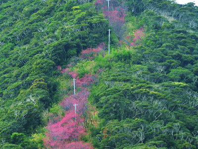 「昇り龍桜」ようやく姿