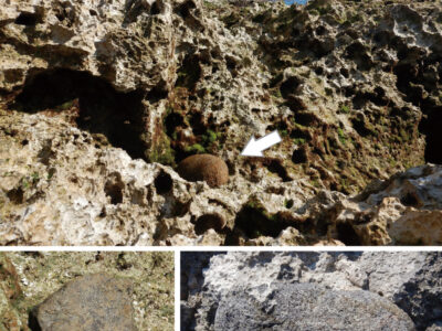 サンゴ礁一体の石器、天然記念物に