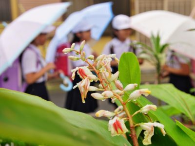 奄美地方梅雨入り