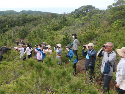 サシバなど北帰行観察