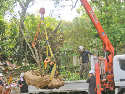 ツクシヤマザクラ移植