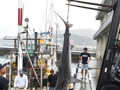 名瀬港沖でサメ２匹駆除