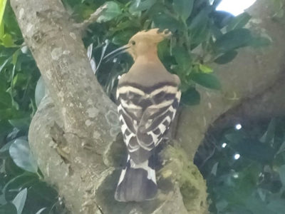 ヤツガシラ飛来