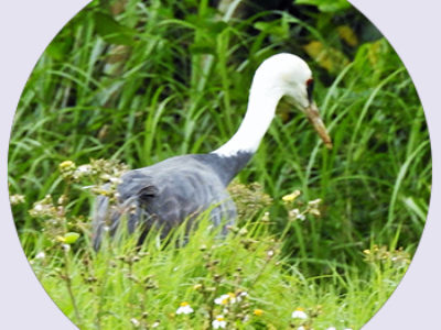 ナベヅルの迷鳥３羽　農繁期の農家ら癒す