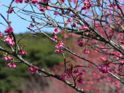 立春の奄美地方　天候恵まれ花見客