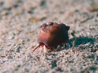 新たな共生関係確認