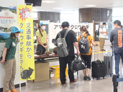 クロウサギ交通事故防止キャンペーン