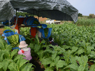 葉タバコ収穫ピーク