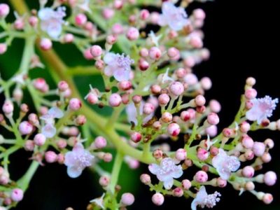 「アマミクサアジサイ」開花