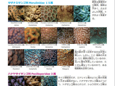 サンゴ研無料ウェブ図鑑を公開