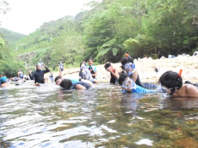 役勝川でリュウキュウアユ観察会