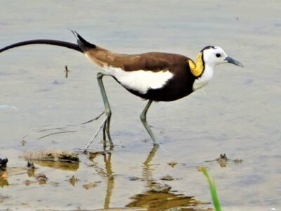 迷鳥「レンカク」飛来