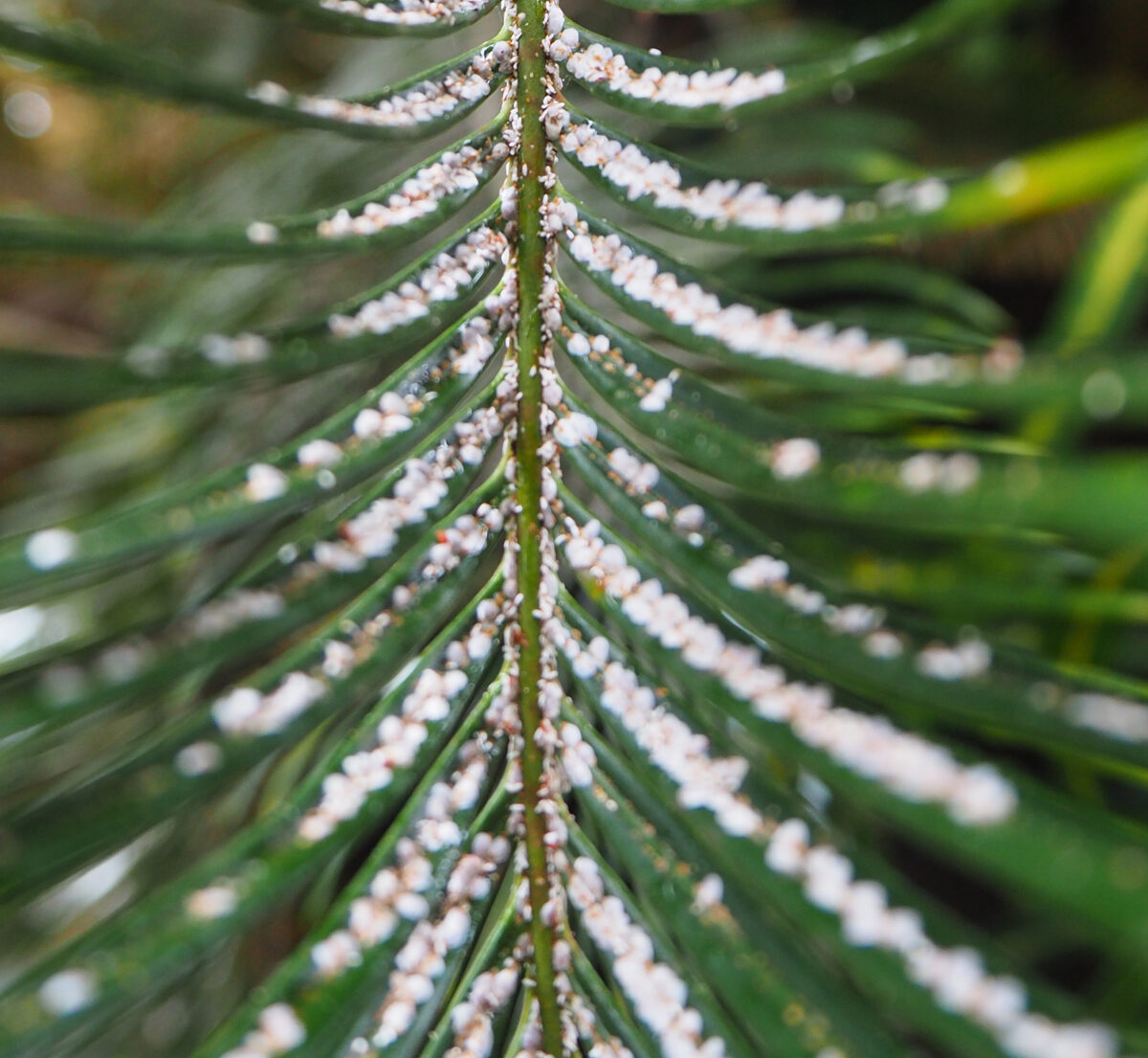 ソテツシロカイガラムシ「防除検討外来種」