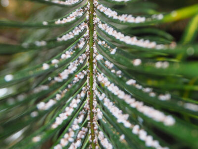 ソテツシロカイガラムシ「防除検討外来種」