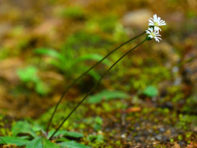 「コケセンボンギク」開花