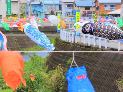 こいのぼり、悠々と