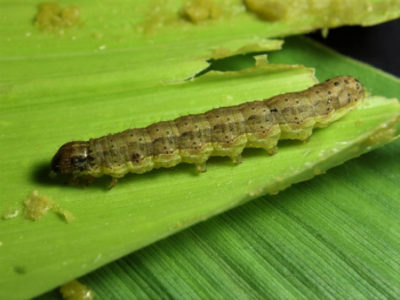 ツマジロクサヨトウ