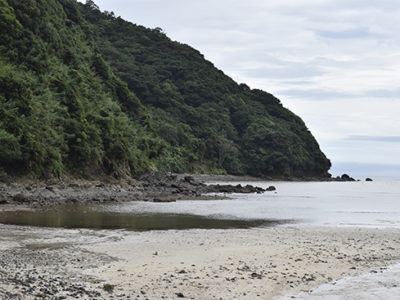 シラヒゲウニ漁解禁