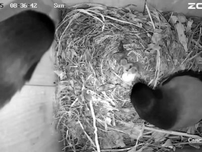 ２羽のヒナ誕生