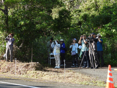 アカハラダカ渡りシーズン到来