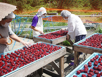 スモモ加工品づくりスタート