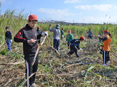 小学生がキビ刈り体験
