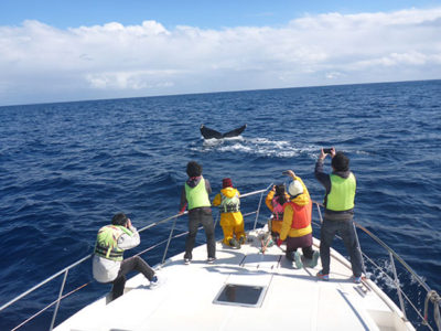 16年ザトウクジラ出現頭数